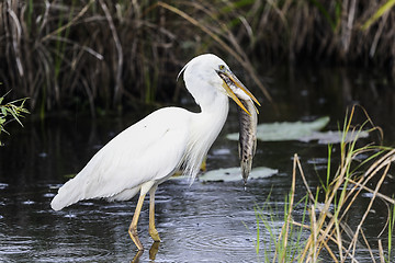 Image showing great white heron (a.k.a. great blue heron)