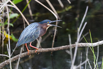 Image showing green heron,  butorides virescens