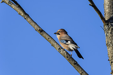 Image showing eurasian jay, garrulus glandarius