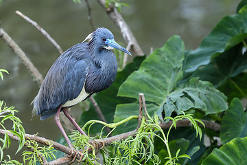 Image showing egretta tricolored, louisiana heron, tricolored heron