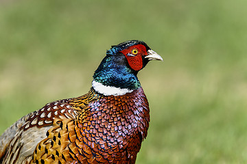 Image showing common pheasant, phasianus colchicus