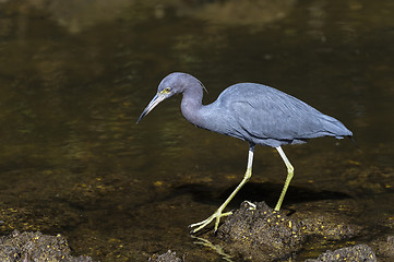 Image showing egretta caerulea, little blue heron