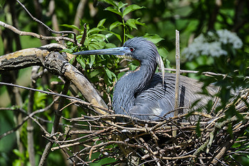 Image showing egretta tricolored, louisiana heron, tricolored heron