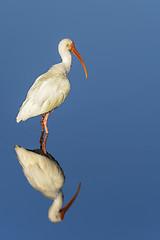 Image showing american white ibis, eudocimus albus