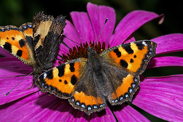 Image showing small tortoiseshell, nymphalis urticae