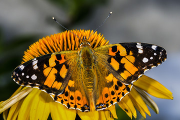 Image showing painted lady, vanessa cardui