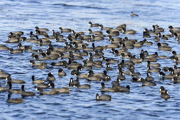 Image showing american coot, fulica americana