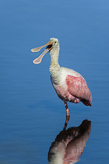 Image showing roseate spoonbill, platalea ajaja