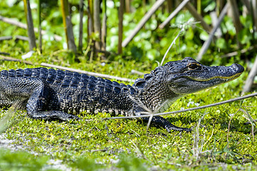 Image showing alligator mississippiensis, american alligator