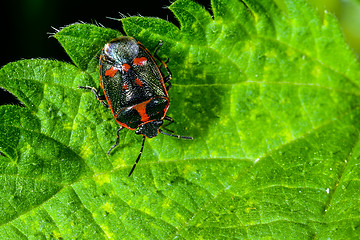 Image showing eurydema oleracea, rape bug