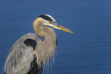 Image showing great blue heron, ardea herodias