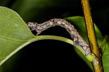 Image showing the engrailed, ectropis crepuscularia