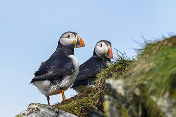 Image showing atlantic puffin, fratercula arctica