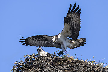 Image showing osprey, pandion haliaetus