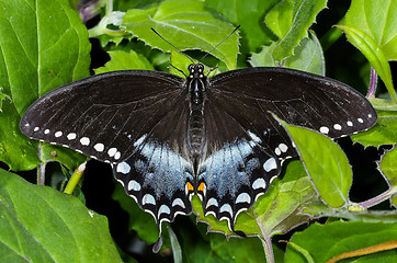 Image showing papilio troilus, spicebush swallowtail