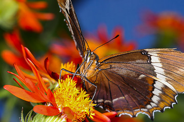 Image showing brown siproeta, siproeta epaphus