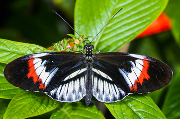 Image showing piano key, heliconius melpomene