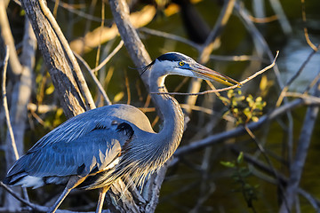 Image showing great blue heron, ardea herodias