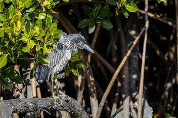 Image showing black-crowned night heron, nycticorax nycticorax