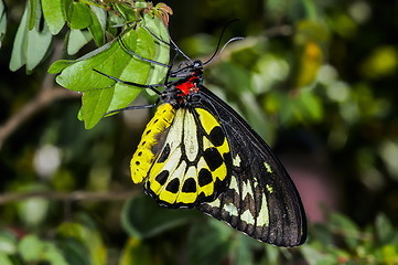 Image showing cairns birdwing,  ornithoptera euphorion