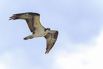 Image showing osprey, pandion haliaetus