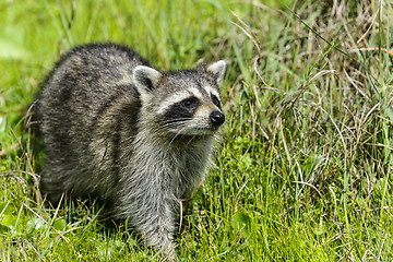 Image showing procyon lotor, raccoon