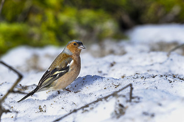 Image showing chaffinch, fringilla coelebs