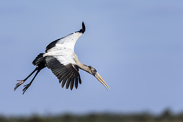 Image showing wood stork, mycteria americana