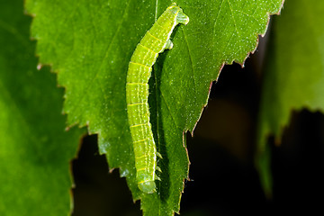 Image showing autumnal moth, epirrita autumnata