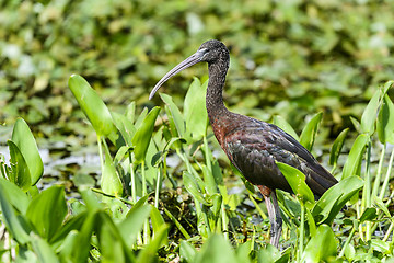 Image showing glossy ibis, plegadis falcinellus