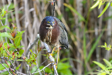 Image showing green heron,  butorides virescens