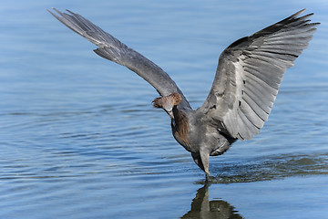 Image showing reddish egret,  egretta rufescens