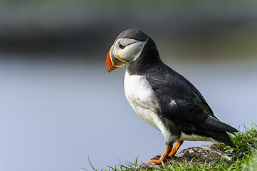 Image showing atlantic puffin, fratercula arctica