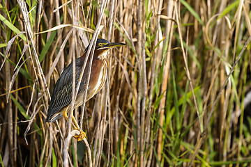 Image showing green heron,  butorides virescens