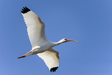 Image showing american white ibis, eudocimus albus