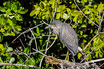 Image showing black-crowned night heron, nycticorax nycticorax