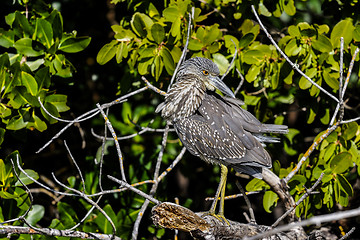 Image showing black-crowned night heron, nycticorax nycticorax