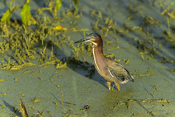 Image showing green heron,  butorides virescens