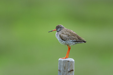 Image showing common redshank, tringa totanus