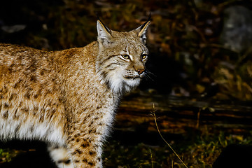 Image showing lynx lynx