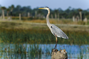 Image showing great blue heron, ardea herodias