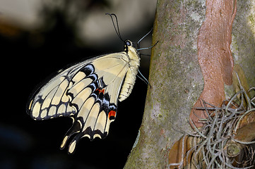 Image showing thoas swallowtail,  papilio thoas