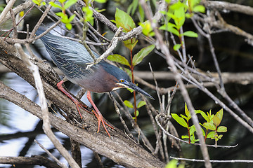 Image showing green heron,  butorides virescens