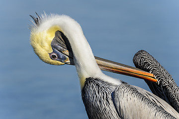 Image showing brown pelican, pelecanus occidentalis