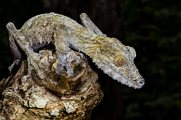 Image showing giant leaf-tail gecko, marozevo