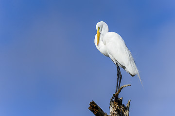 Image showing ardea alba, great egret