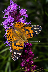 Image showing painted lady, vanessa cardui