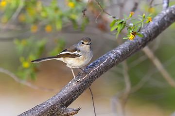 Image showing madagascar magpie robin, ifaty