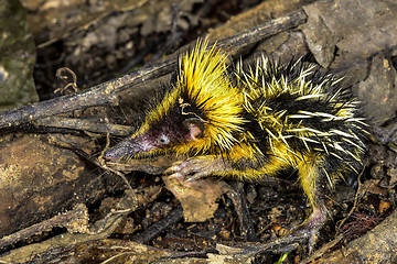 Image showing lowland streaked tenrec , andasibe