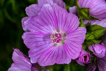 Image showing sidalcea hybrida, little princess